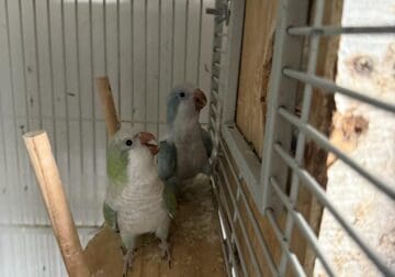 Quaker parrots