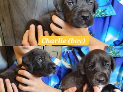 Great Dane Mix Puppies