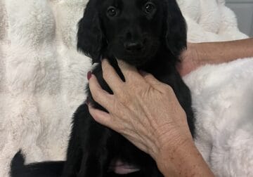 Goldendoodles puppies
