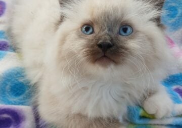 Male ragdoll kitten