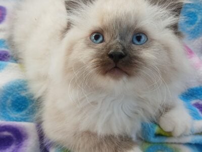 Male ragdoll kitten