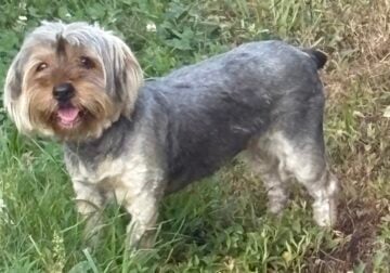 Yorkie