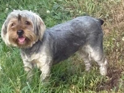 Yorkie