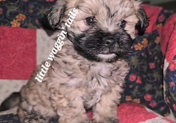 Meet Otis