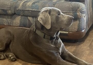 Male Silver (registered Chocolate) Lab for stud!
