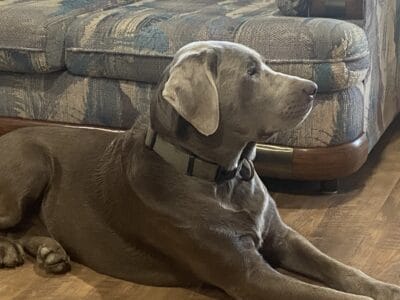 Male Silver (registered Chocolate) Lab for stud!