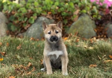 AKC Shiba Inu female puppy Indiana (Jill)
