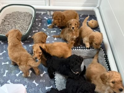 F1B Golden Doodle