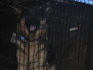 1 year AKC certified puppy