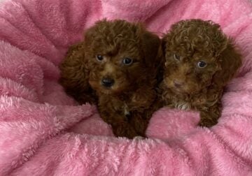 Beautiful Toy Poodle M/F