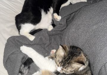 Cats (Free)