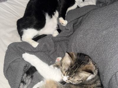Cats (Free)