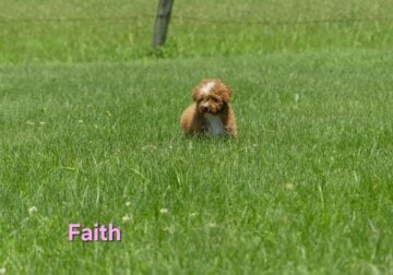 Akc female poodle puppy