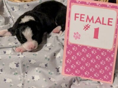 Border Collie puppies