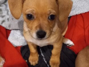 Looking for a good home for 2 puppies.