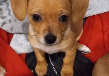 Looking for a good home for 2 puppies.