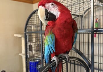 sweet well behaved 27 year old GreenWing Macaw