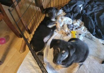 AKC German Shepherd puppies