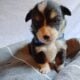 AKC Pembroke Welsh Corgi Puppies