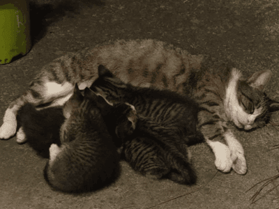 Cat Family Up for Adoption! Need Loving Homes!