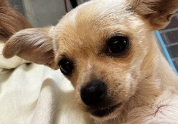 Buff Female chihuahua puppy