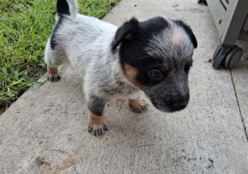 Blue Heeler Puppies for Sale