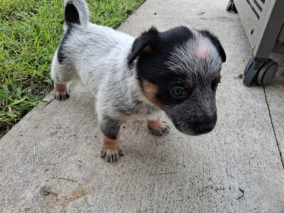 Blue Heeler Puppies for Sale