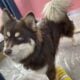 Chocolate Pomsky Prince looking for princess