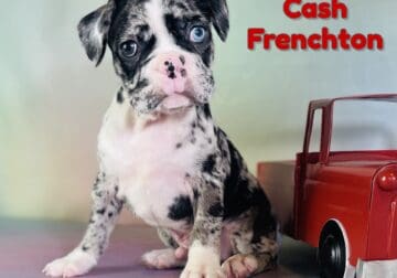 Cash Male Frenchton