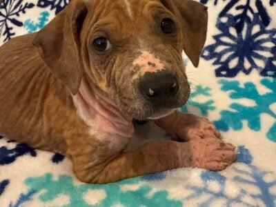 Catahoula Leapord / Pit Puppies for Sale