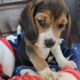 Purebred Beagle puppies – Male #1