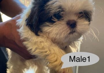 Shih Tzu