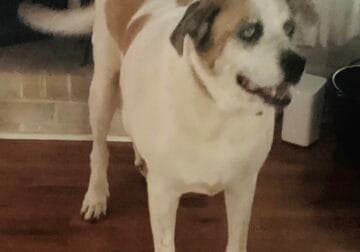 FREE ADULT DOG TO GOOD HOME