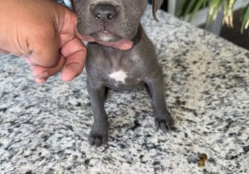 7 week old staffy