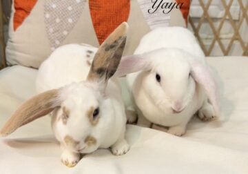 Bonded pair of Mini Plush Lop sisters