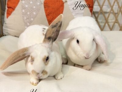 Bonded pair of Mini Plush Lop sisters