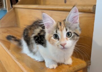 Audrey – Calico Maine Coon