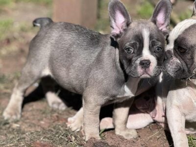 Running Springs French Bulldogs