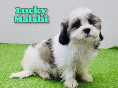 Lucky Male Malshi