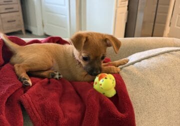 Male chihuahua puppy