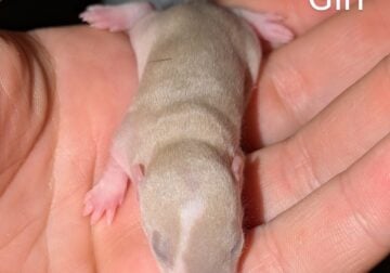 Baby pet rats male and female