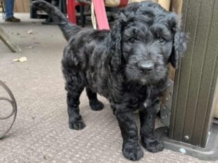 Male Golden doodle puppy