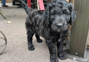 Male Golden doodle puppy