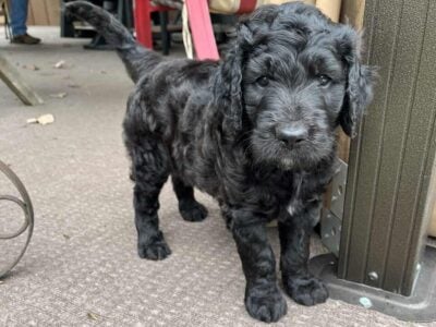 Male Golden doodle puppy