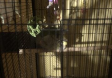 Green male bird