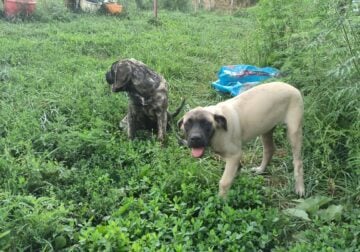 English Mastiff puppies