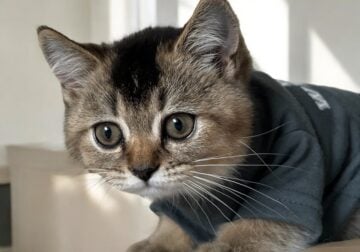 British shorthair kittens male and female