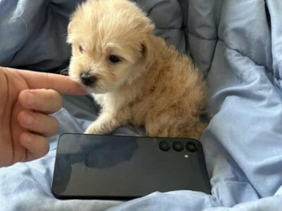 Teacup poodle baby boy