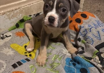 Blue tri pups 4 sell