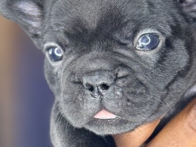 AKC Register Frenchie Bulldog
